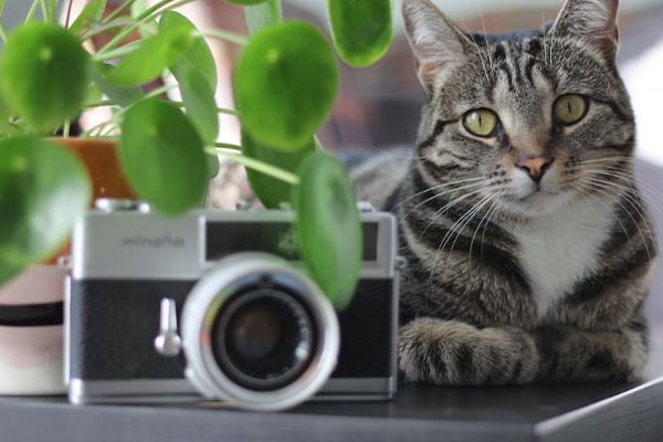 Best Cat Camera 2022 – Top 12 Buying Guide & Review