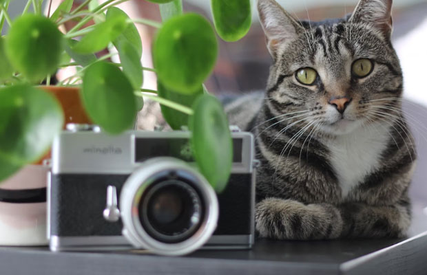 Best Cat Camera 2022 – Top 12 Buying Guide & Review