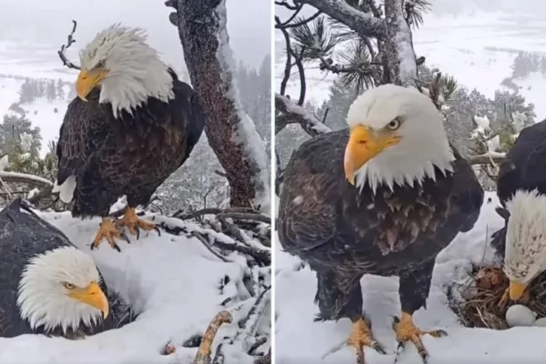 Hidden Camera Catches Doting Eagle Doing Everything He Can to Please His Wife