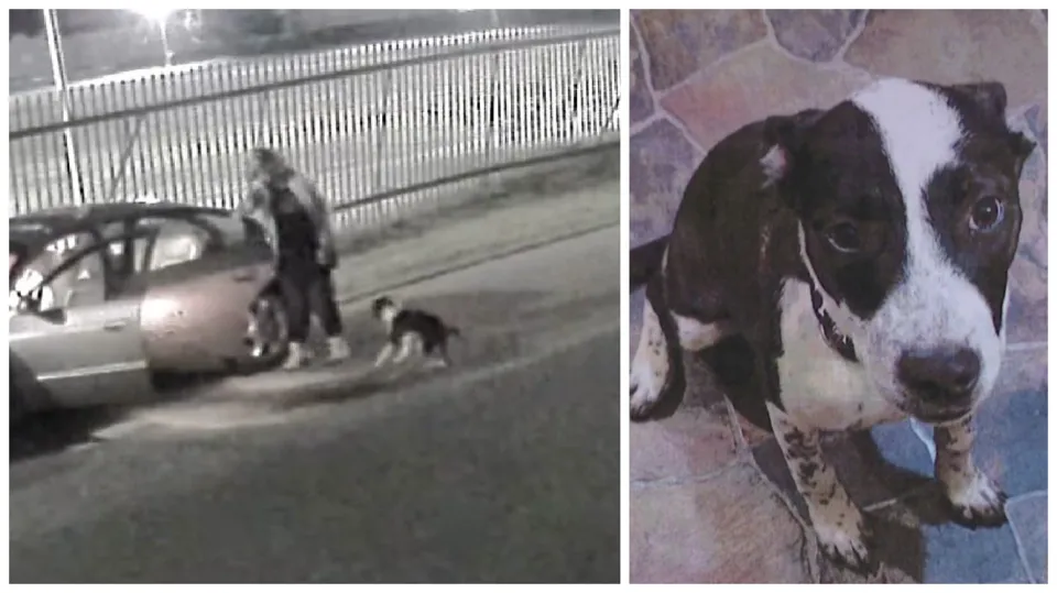 Security Camera Shows Dog Being Dumped in Scranton Neighborhood