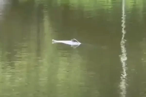 Mysterious Creature Caught on Camera Swimming at New Orleans Park